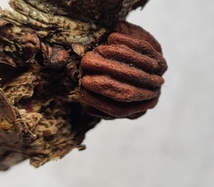 Callirhytis gemmiformis