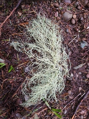 Alectoria sarmentosa