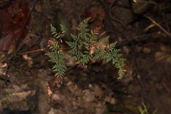 Cheilanthes tenuifolia