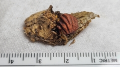 Callirhytis gemmiformis