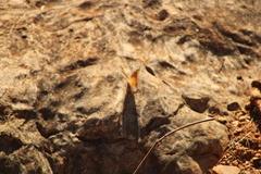 Asterocampa idyja argus
