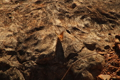 Asterocampa idyja argus