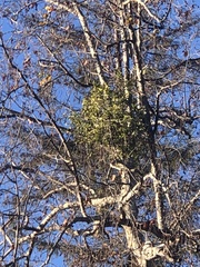 Phoradendron macrophyllum