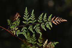 Cheilanthes tenuifolia