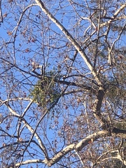 Phoradendron macrophyllum
