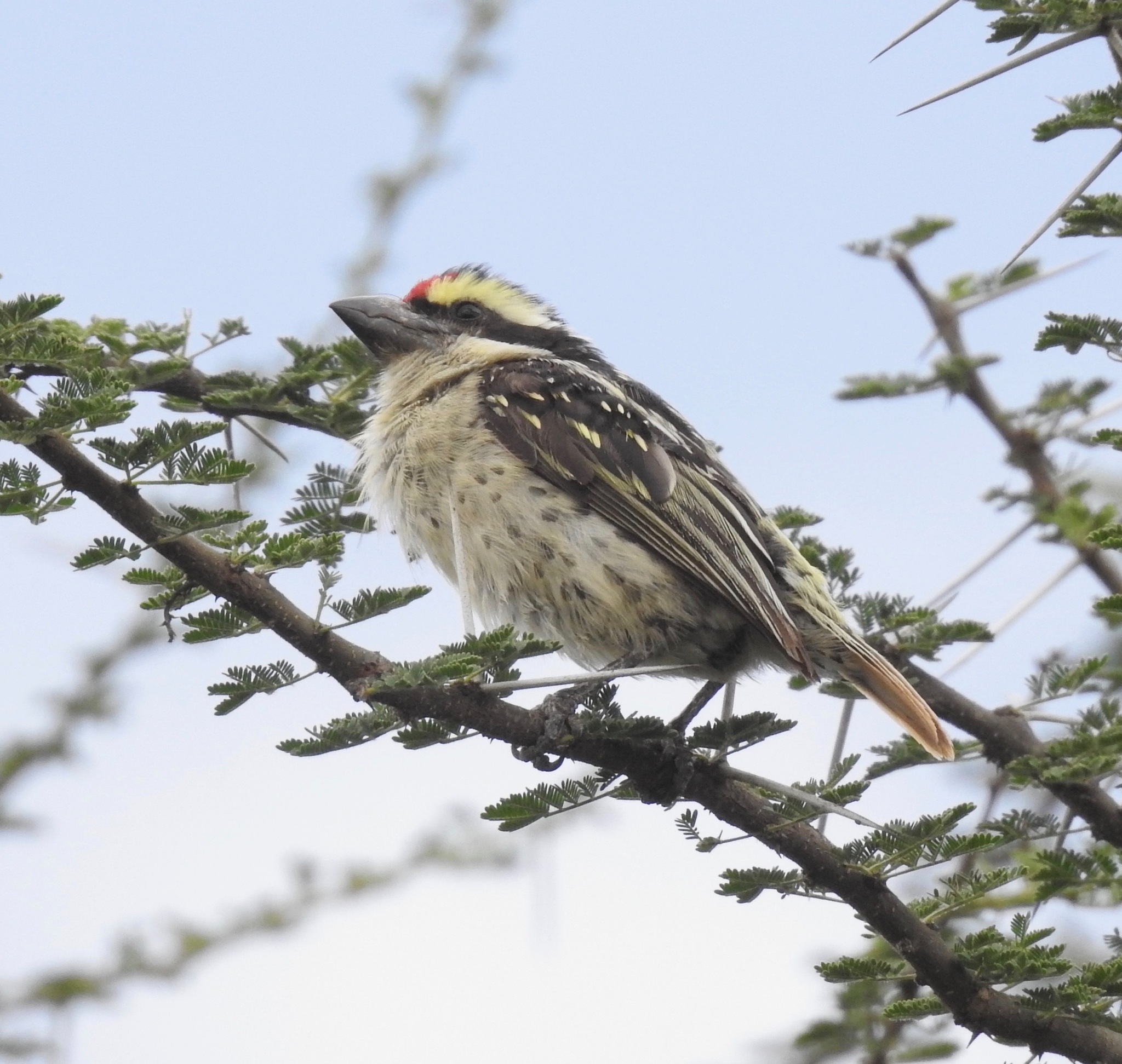 Red-fronted Barbet (Tricholaema diademata), photo 6