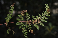 Cheilanthes tenuifolia