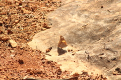 Asterocampa idyja argus