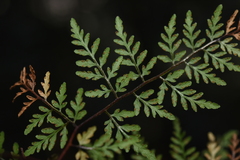 Cheilanthes tenuifolia