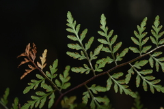 Cheilanthes tenuifolia