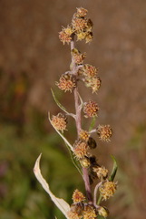 Artemisia tilesii