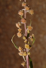 Artemisia tilesii