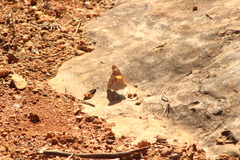 Asterocampa idyja argus