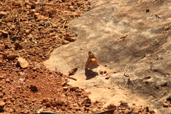Asterocampa idyja argus