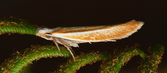 Roeslerstammiidae