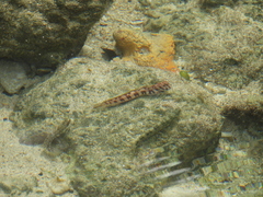 Blenniiformes