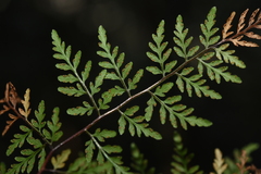 Cheilanthes tenuifolia