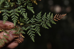 Cheilanthes tenuifolia