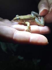 Lithobates maculatus