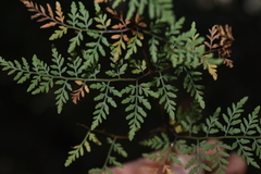 Cheilanthes tenuifolia