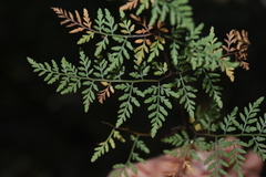 Cheilanthes tenuifolia