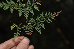 Cheilanthes tenuifolia