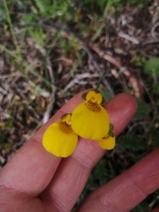 Calceolaria biflora