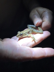 Lithobates maculatus