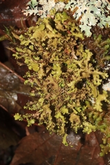 Tuckermanopsis orbata