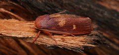 Cryptophasa rubescens