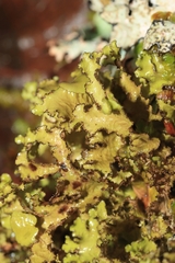 Tuckermanopsis orbata