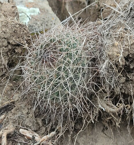 Mammillaria discolor