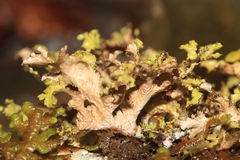 Tuckermanopsis orbata