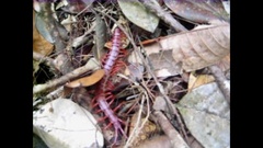Scolopendra dehaani