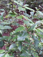 Coprosma tenuifolia