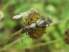 Stictopleurus punctatonervosus