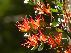 Peraxilla tetrapetala