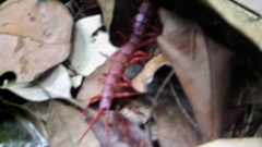 Scolopendra dehaani