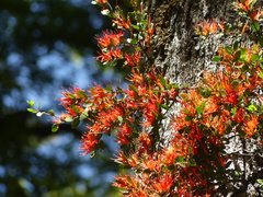 Peraxilla tetrapetala