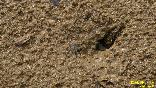 Corbicula leana