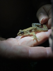 Lithobates maculatus