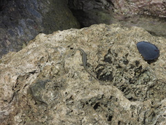 Emoia atrocostata