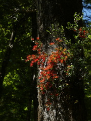 Peraxilla tetrapetala