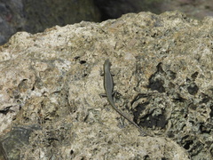 Emoia atrocostata