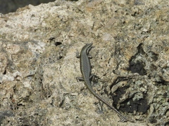 Emoia atrocostata
