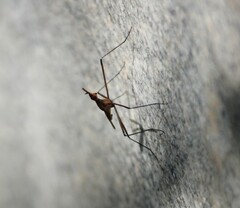 Neriidae
