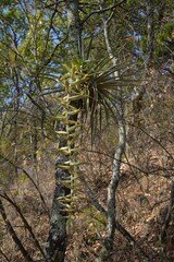 Tillandsia prodigiosa