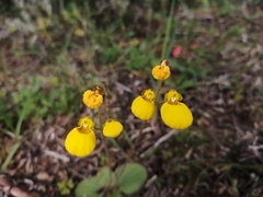Calceolaria biflora
