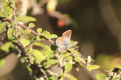 Hemiargus ceraunus