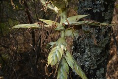 Tillandsia prodigiosa